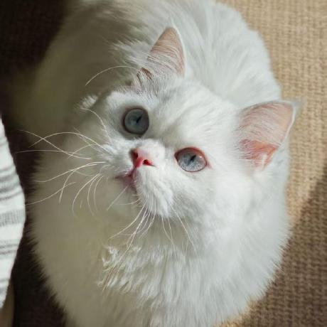 A portrait of me, Yuanxiao, a fluffy white cat looking up at the camera.