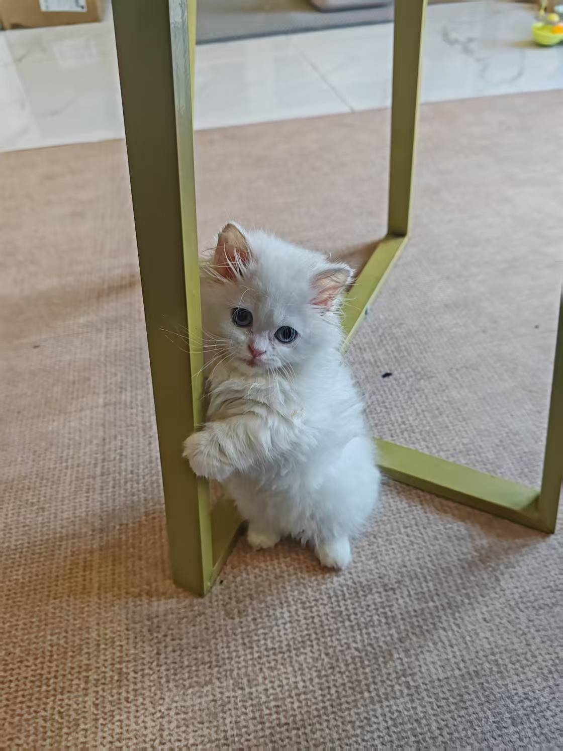 Yuanxiao shortly after coming home, standing beside a table leg.