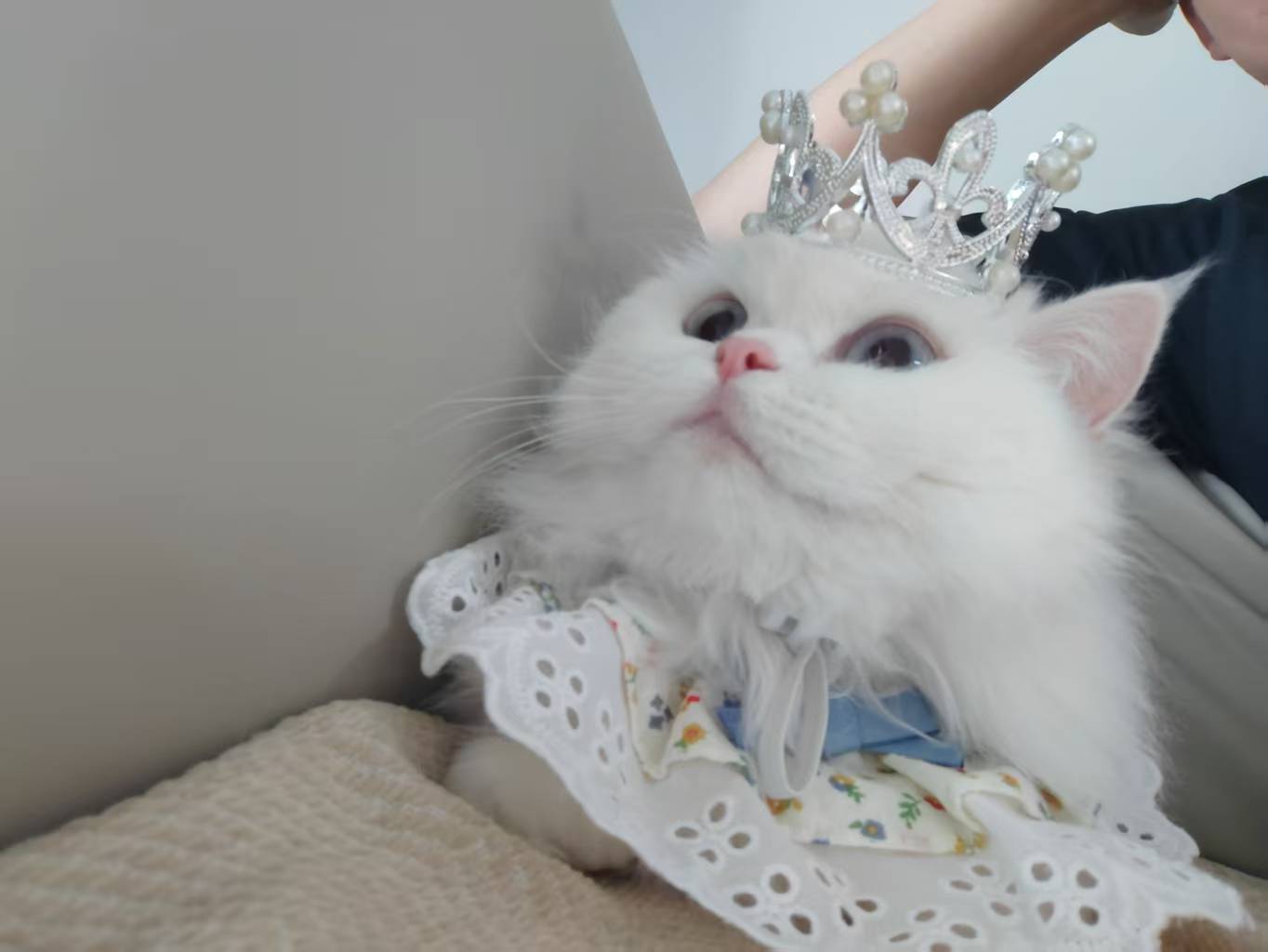 Yuanxiao celebrating her first birthday on Lantern Festival while wearing a small crown.