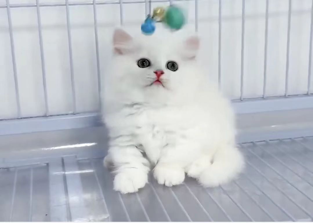 A very young Yuanxiao sitting in the cattery shortly before being chosen.